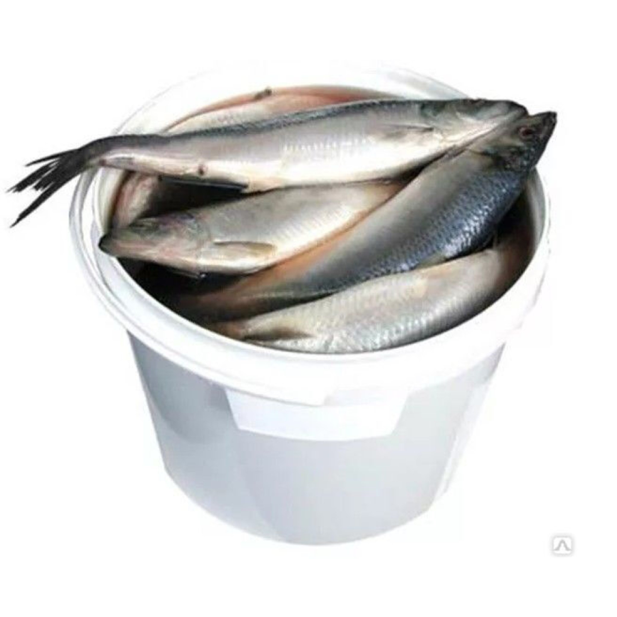Fish prodact Premium Sleď maloslaný, 10l/7kg