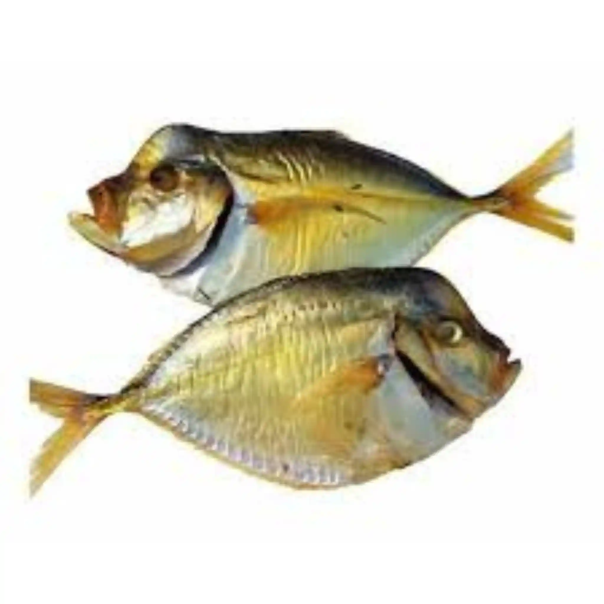 Ryba Vomer s hlavou nekuchaný sušený (N), 3kg