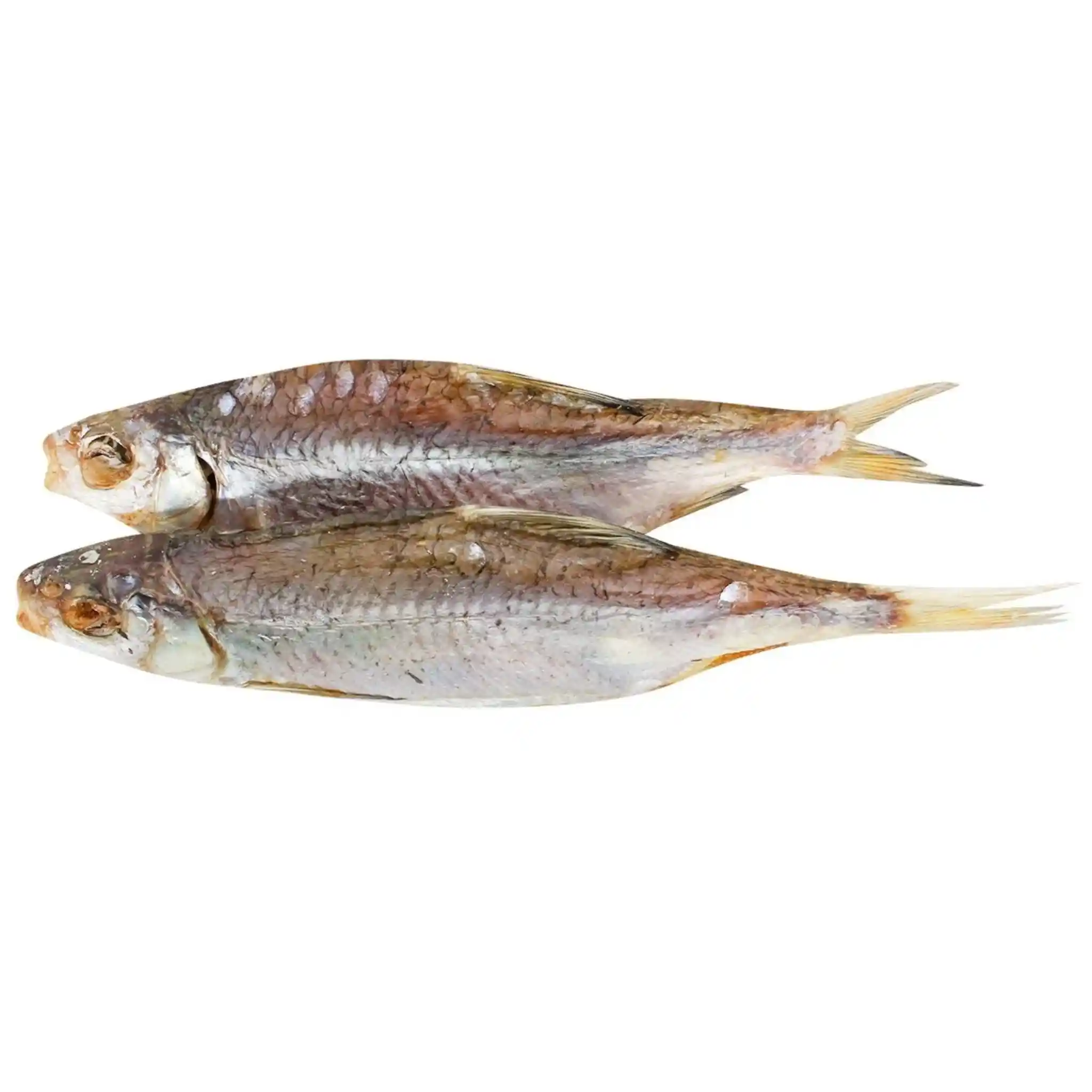 Ryba Plotice nekuchaná bez šupin sušená (N), 4kg