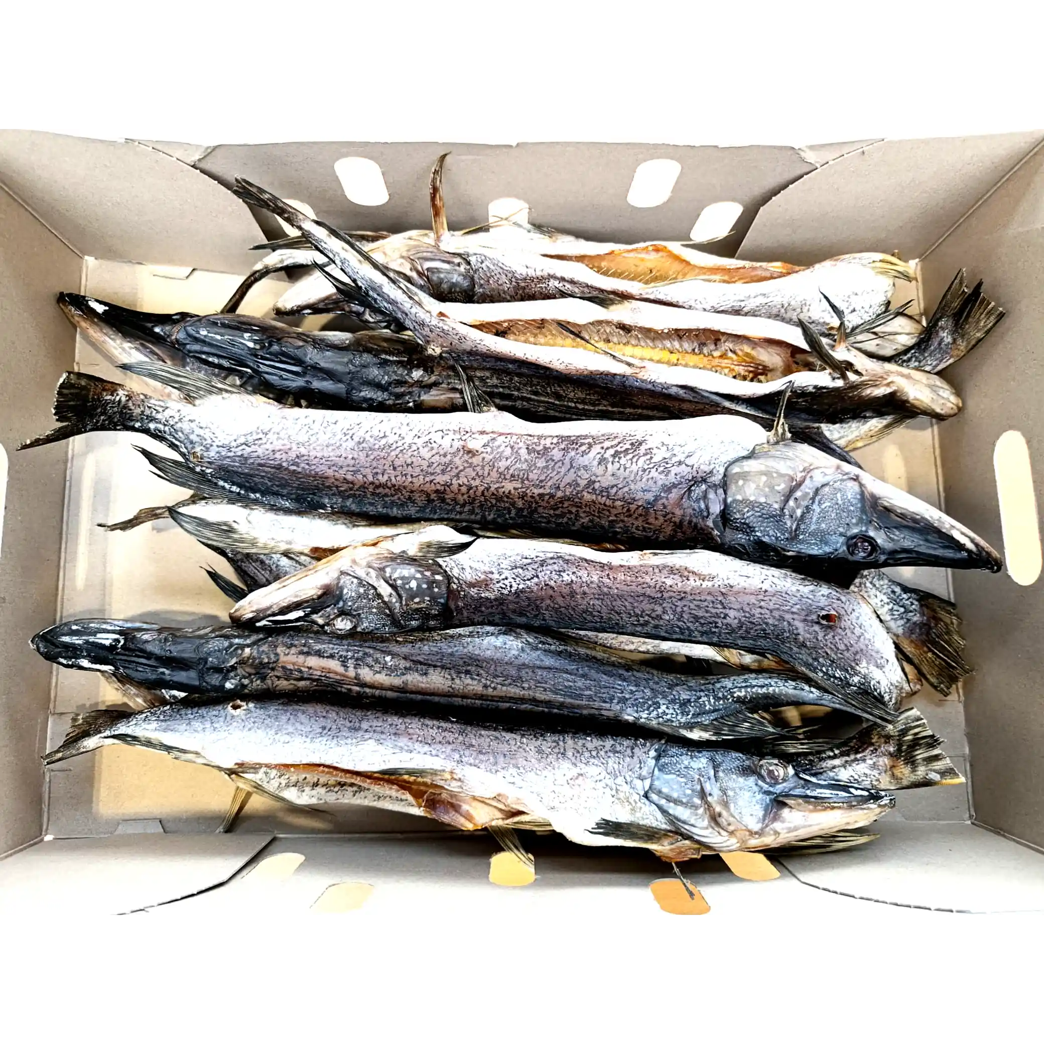 Shop Štika sušená, vykuchaná, 6 kg