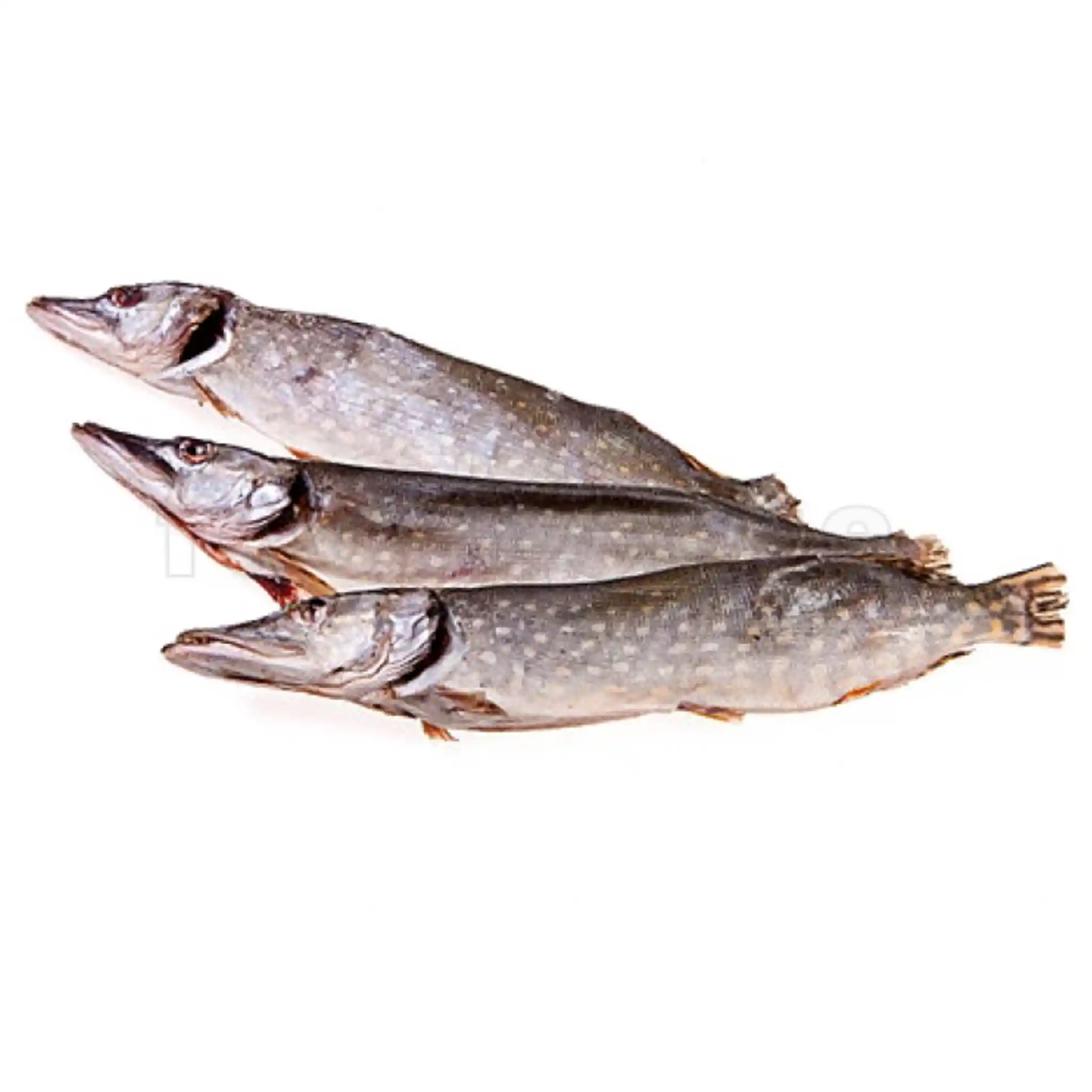 Štika sušená a vykuchaná (P), 1kg/8kg