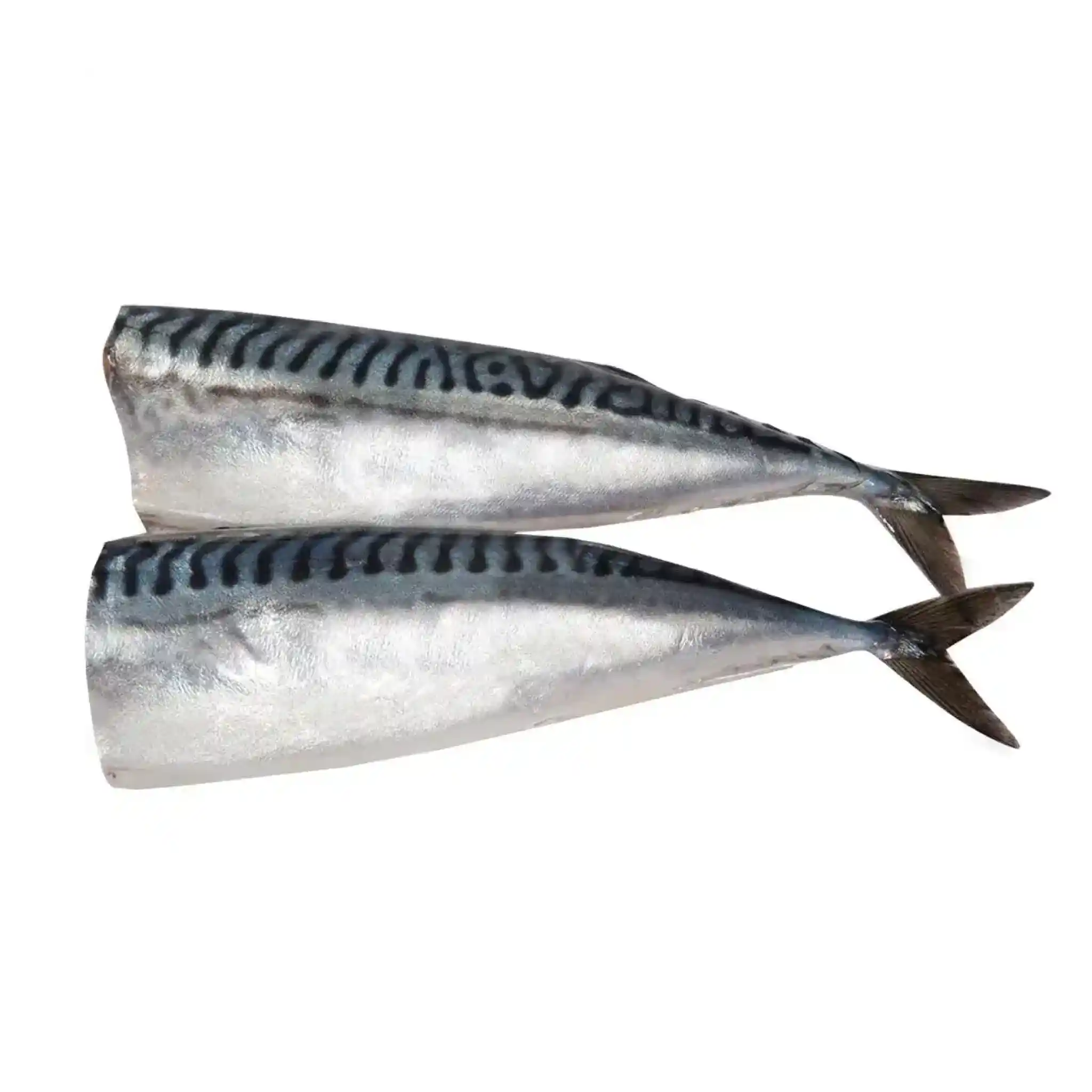 Fish prodact Premium Makrela maloslana v kořeněném nálevu, 5l/3kg