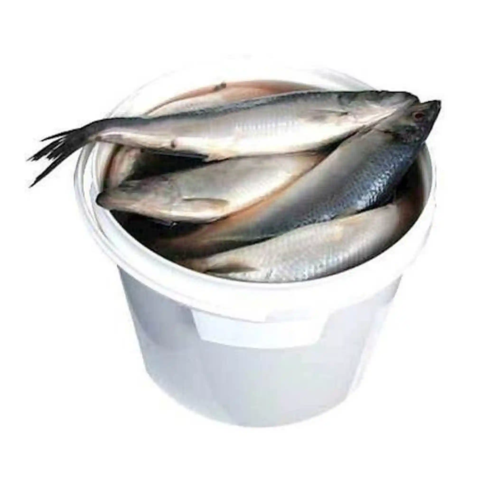 Lemberg Sleď maloslaný, 10l/7kg