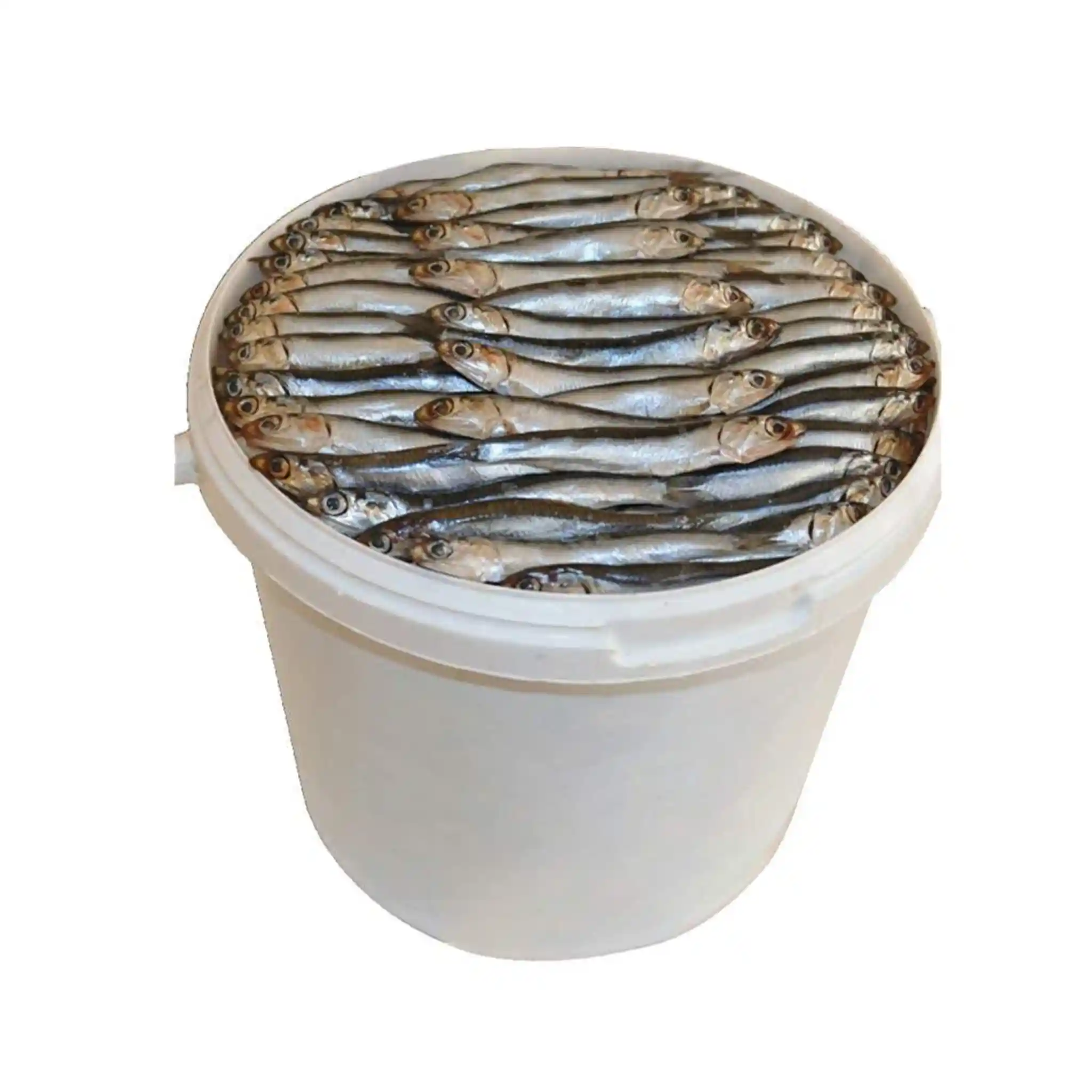 Shop Kilka (šproty) maloslaná v oleji, 4kg/6l