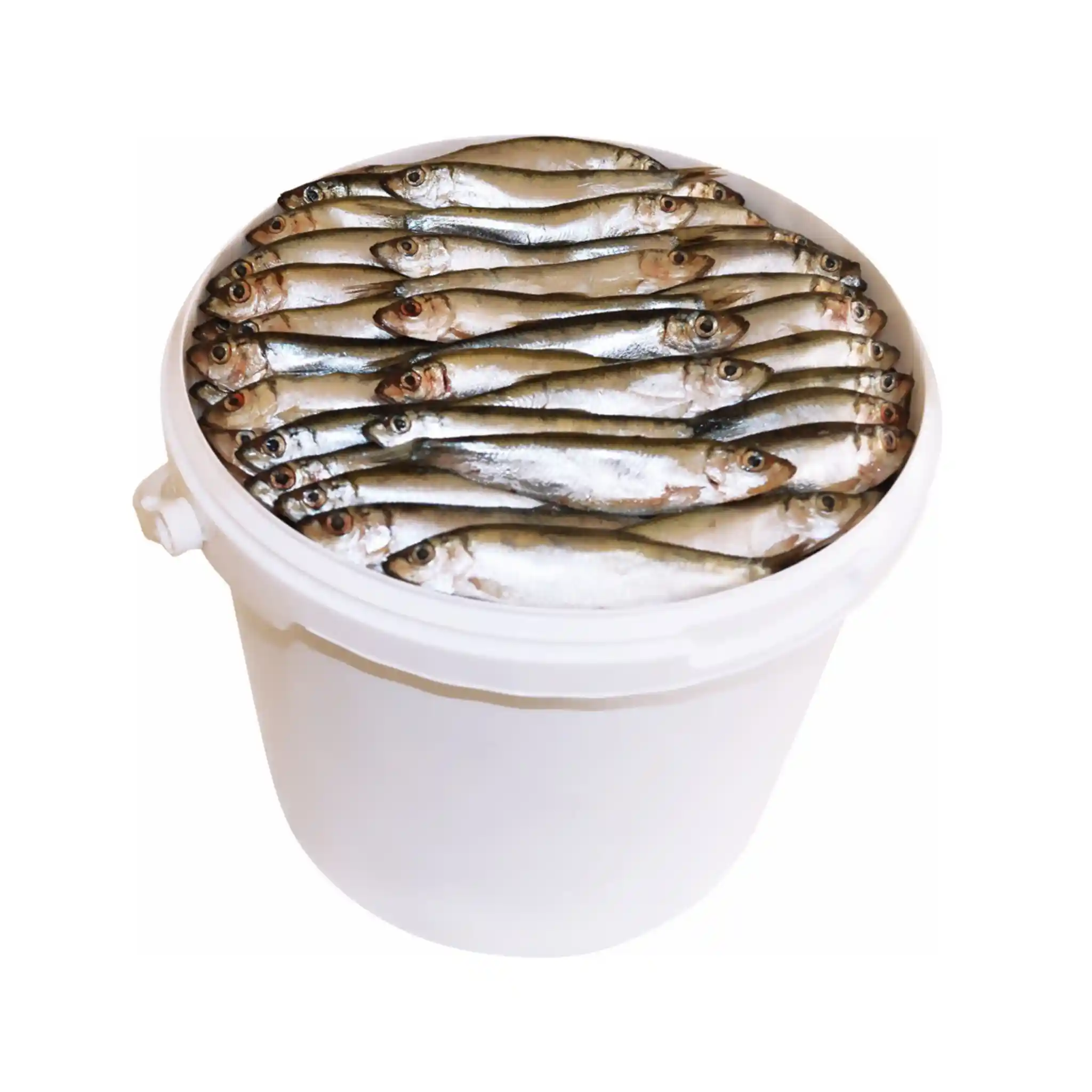 Shop Kilka (šproty) maloslaná v nálevu na oděský způsob, 4kg/6l