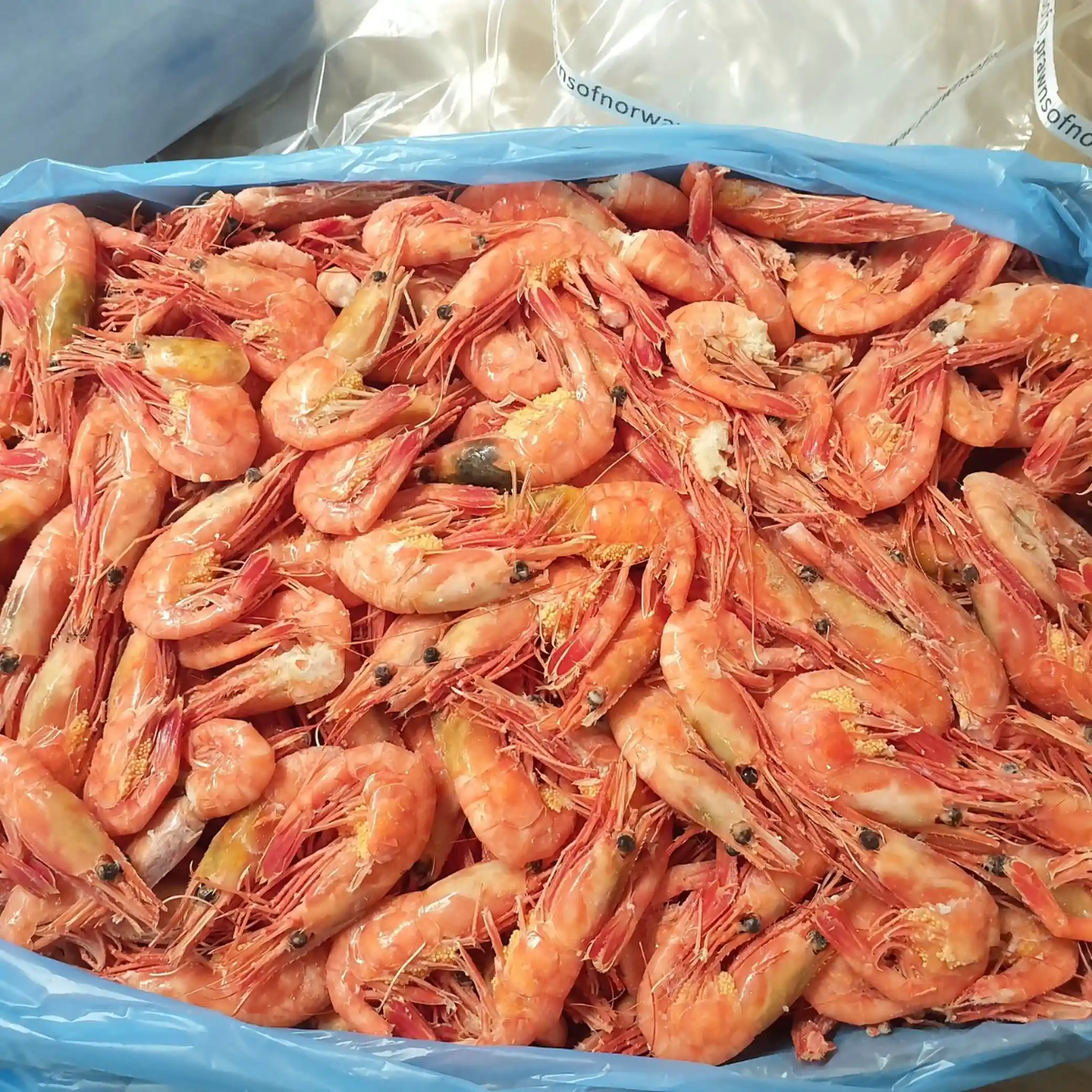 Lestena Mražené vařené severní krevety, MIX, 5kg