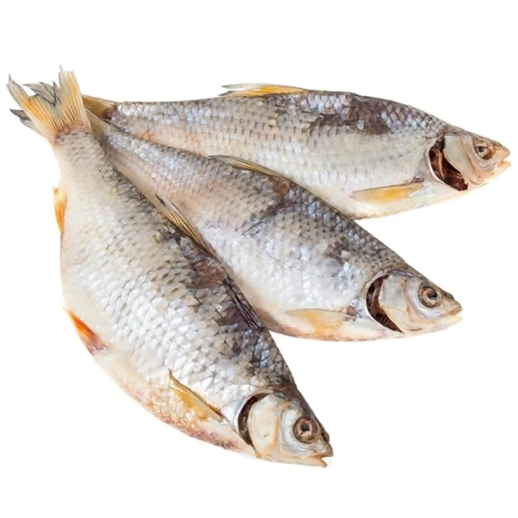 Navara Plotice (krasnoperka) sušená s jikrami, 20 sm, 10 kg