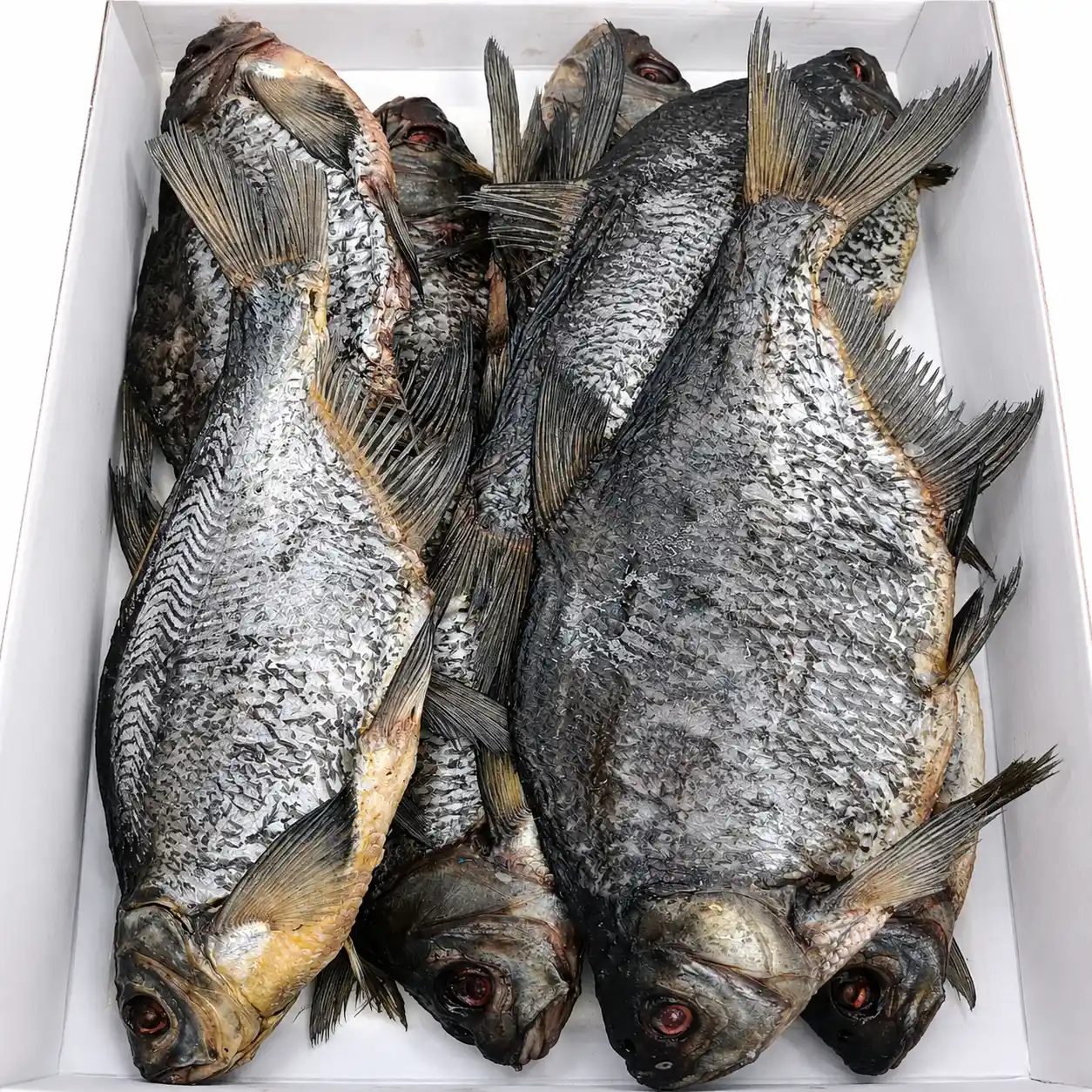 EFT Cejn velký sušený, zmrazený, ± 6,5kg